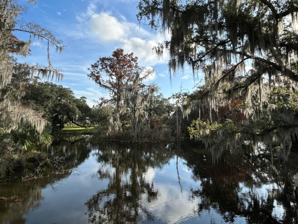 cypress trees reflecting on a body of water