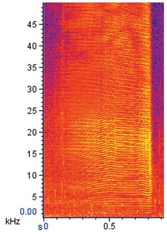 same sound zoomed in with a range of 50 kHz