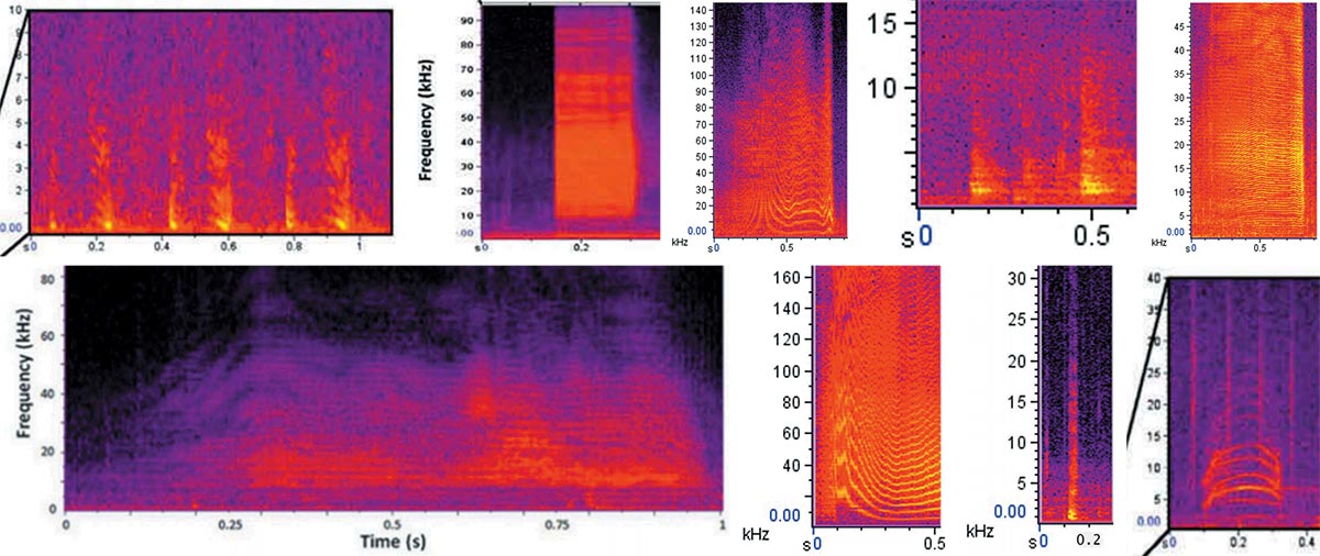 Spectrograms of different types of burst pulse signals. Top Row: (left to right) Gulp, Grunt, Victory squeal. Bottom Row: (left to right) Thunk, Squawk type 1, Squawk type 2, Quack
