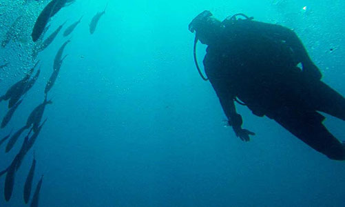 Scuba diver looking at coral