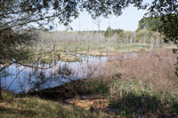 Campus Lakes