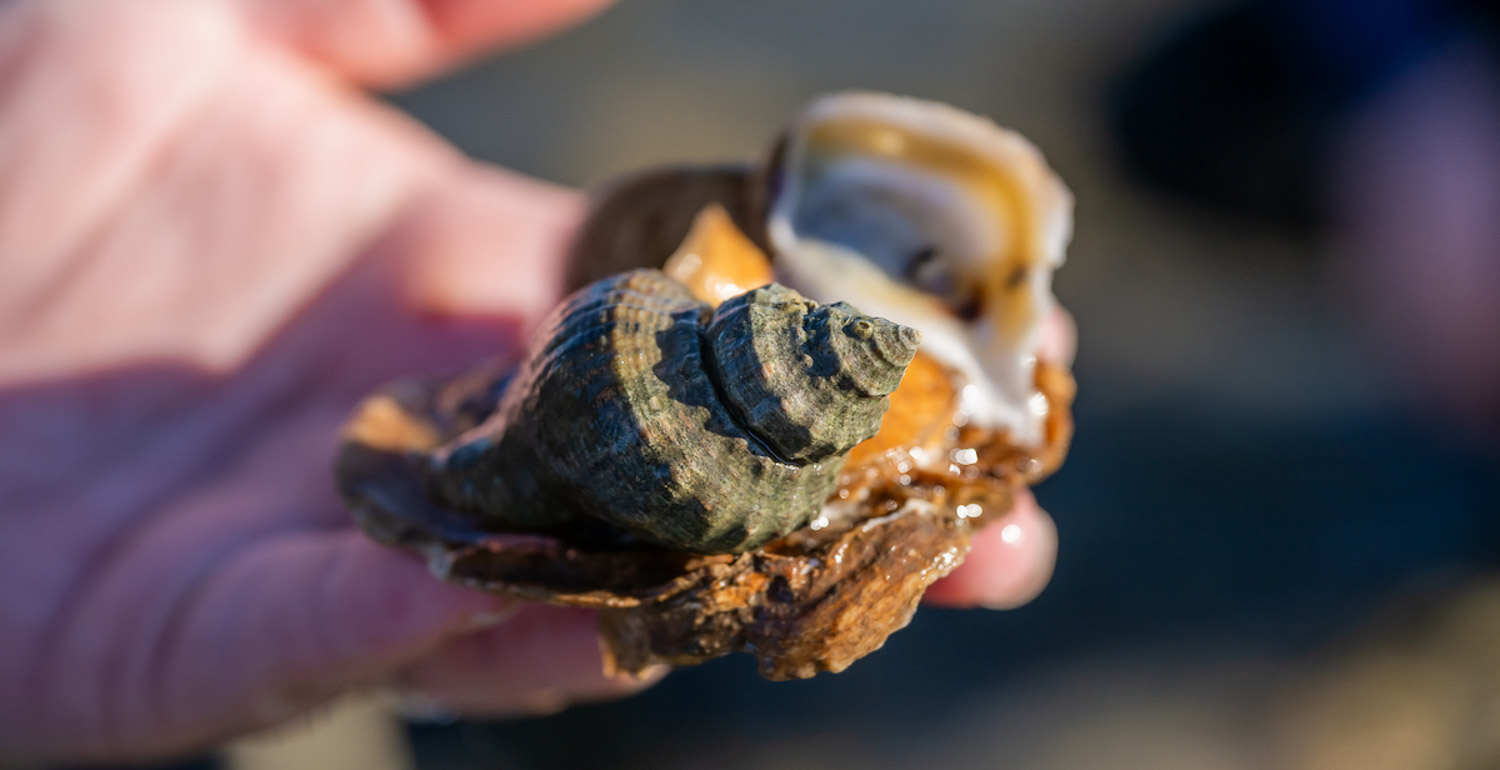 oyster drill resting on an oyster